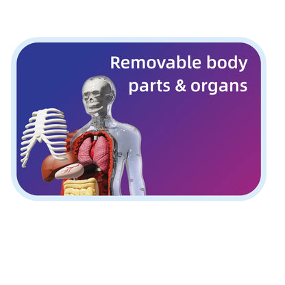 Der menschliche Körper - STEM-Spielzeug