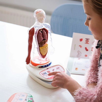 Der menschliche Körper - STEM-Spielzeug