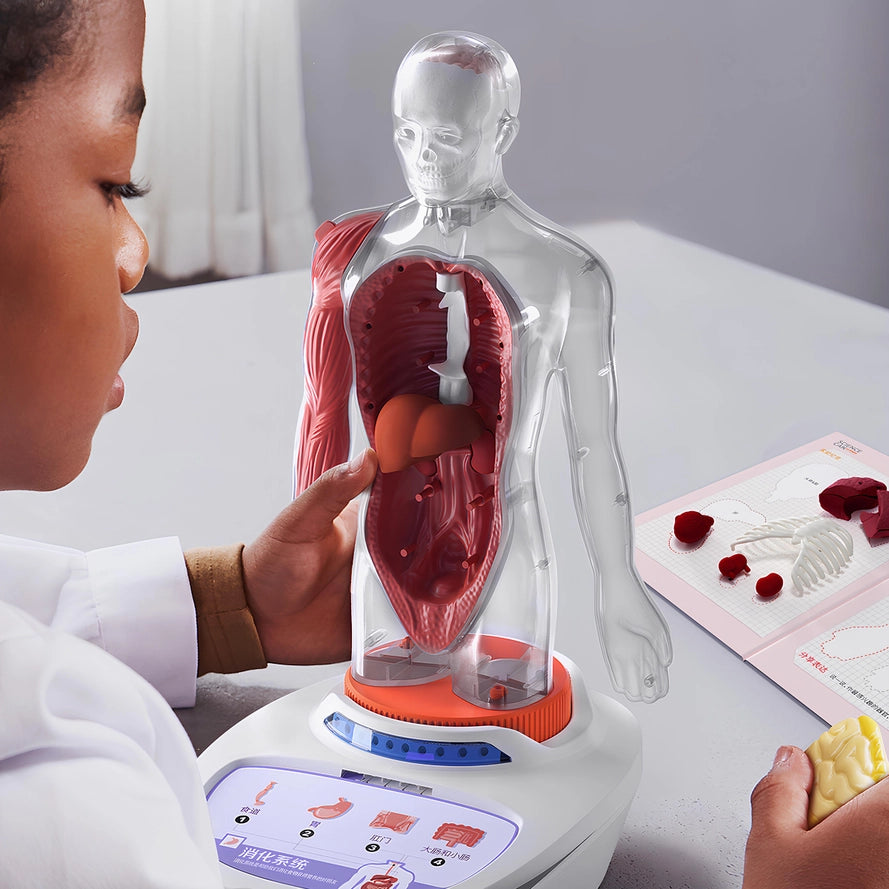 Der menschliche Körper - STEM-Spielzeug
