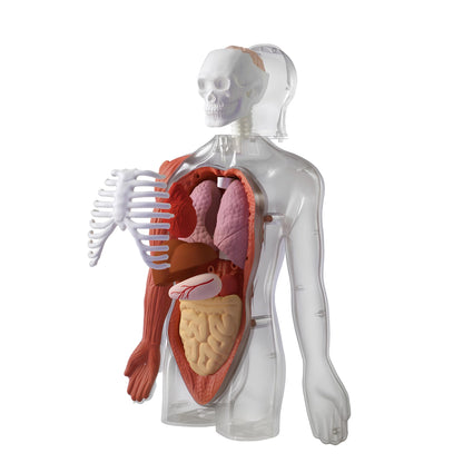 Der menschliche Körper - STEM-Spielzeug